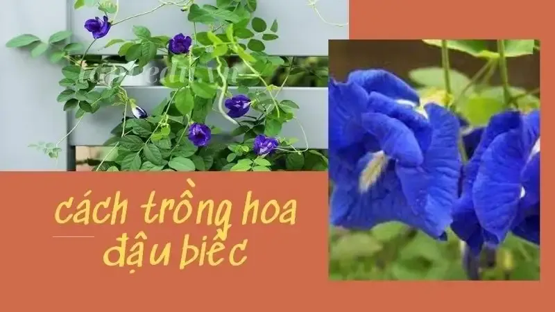  hoa đậu biếc 2