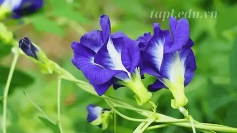  hoa đậu biếc 3