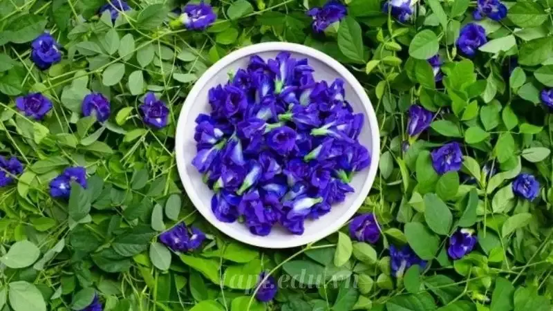  hoa đậu biếc 4
