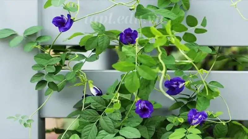  hoa đậu biếc 5