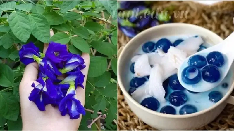  hoa đậu biếc 7
