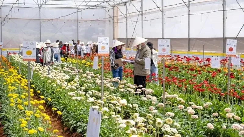 hoa đồng tiền 1