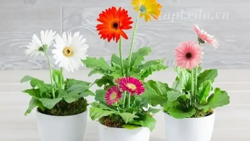 hoa đồng tiền 3