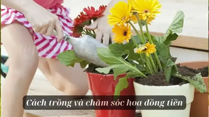 hoa đồng tiền 7