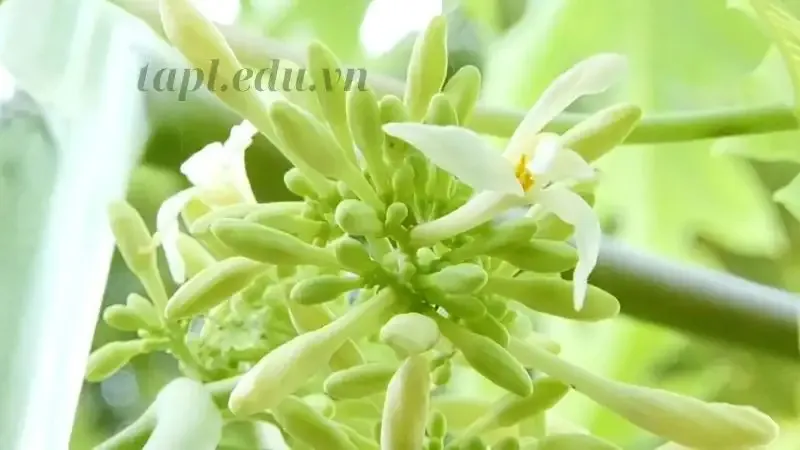  hoa đu đủ đực 1