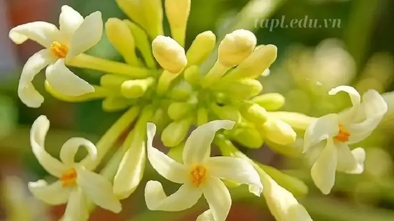  hoa đu đủ đực 2