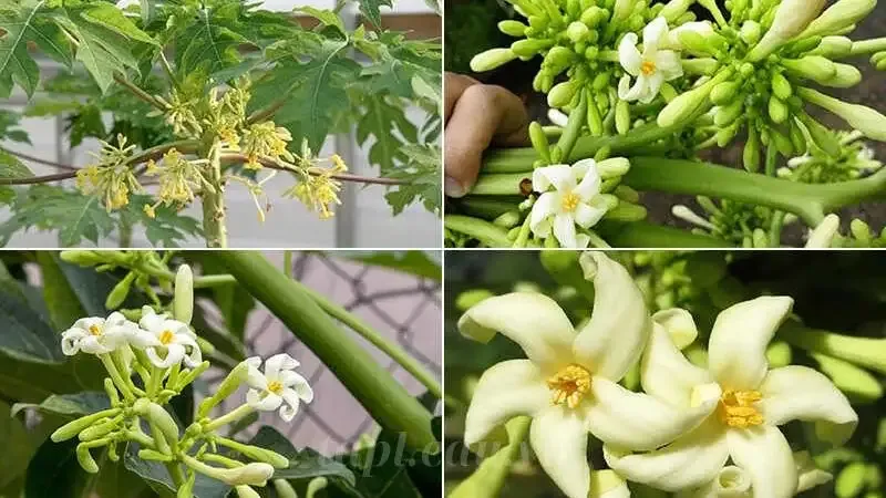  hoa đu đủ đực 3