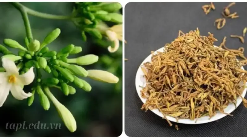  hoa đu đủ đực 5