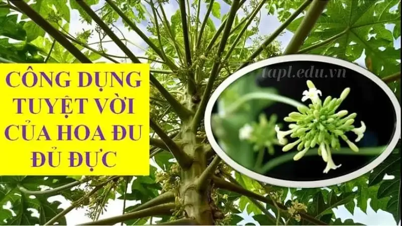  hoa đu đủ đực 6