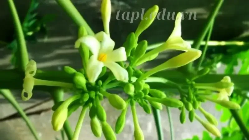  hoa đu đủ đực 7
