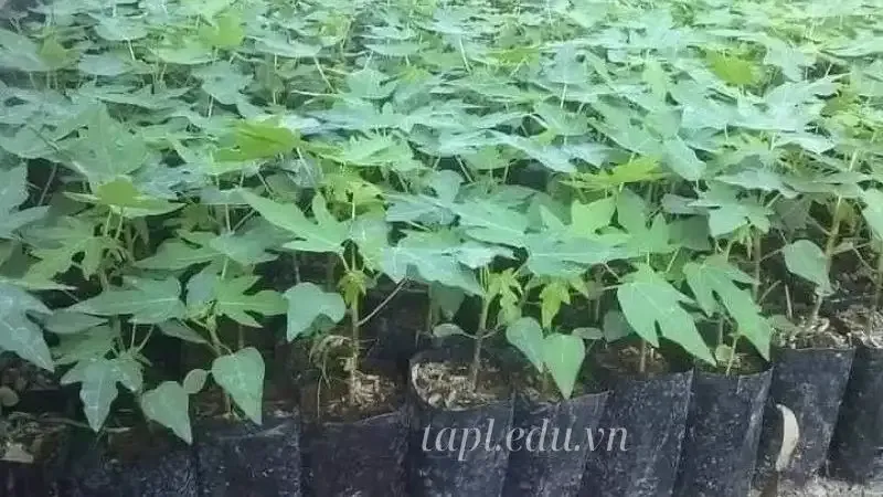  hoa đu đủ đực 9