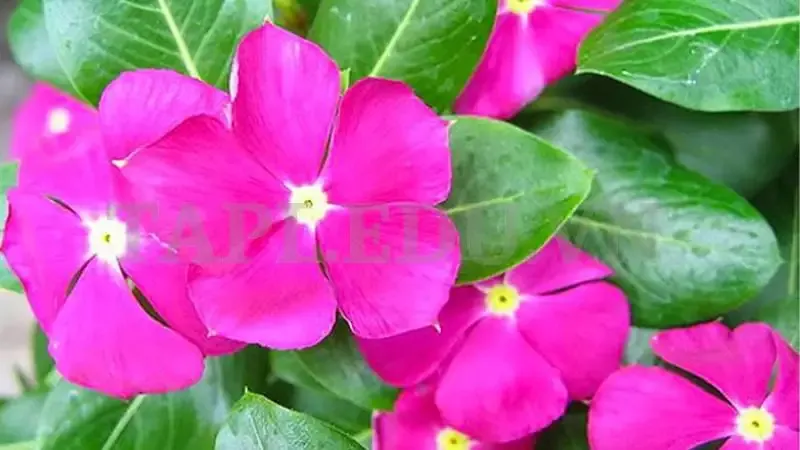 Hoa Dừa Cạn 3