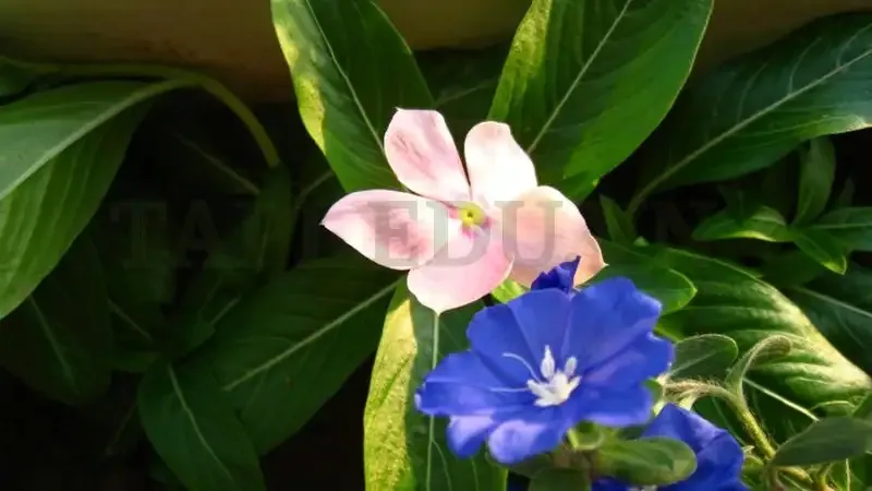 Hoa Dừa Cạn 4