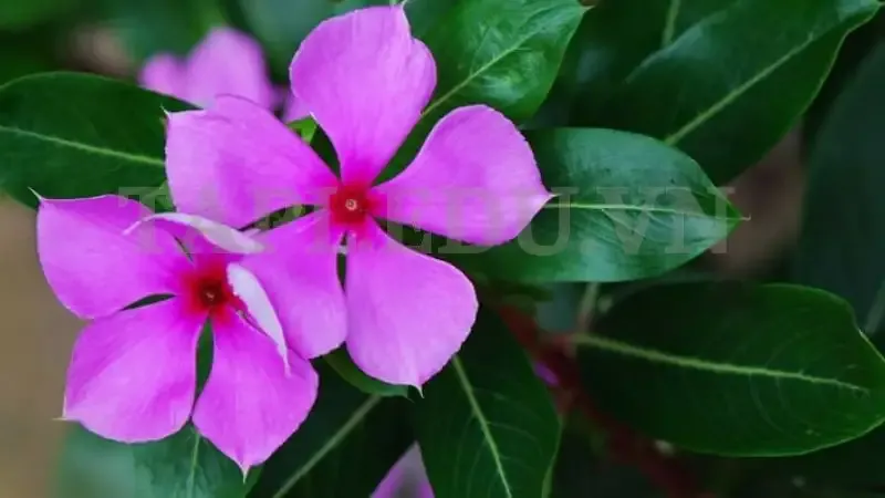 Hoa Dừa Cạn 7