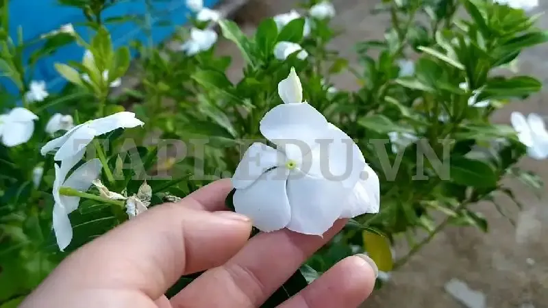 Hoa Dừa Cạn 8