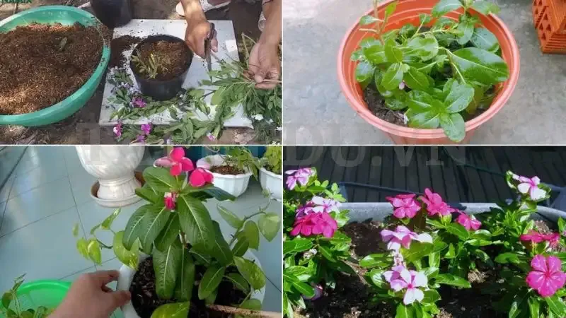 Hoa Dừa Cạn 9