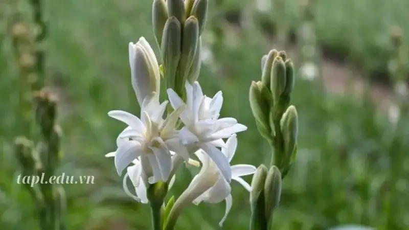  hoa huệ 1