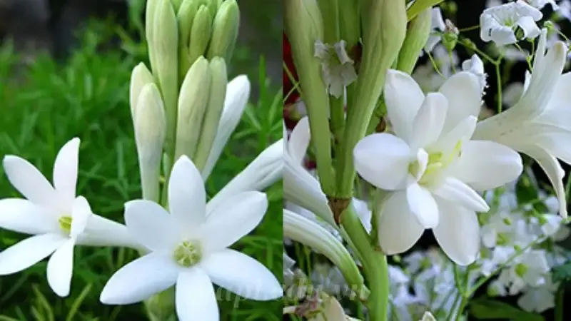 hoa huệ 3