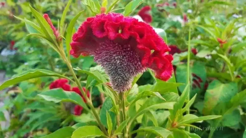 hoa Mào Gà 3