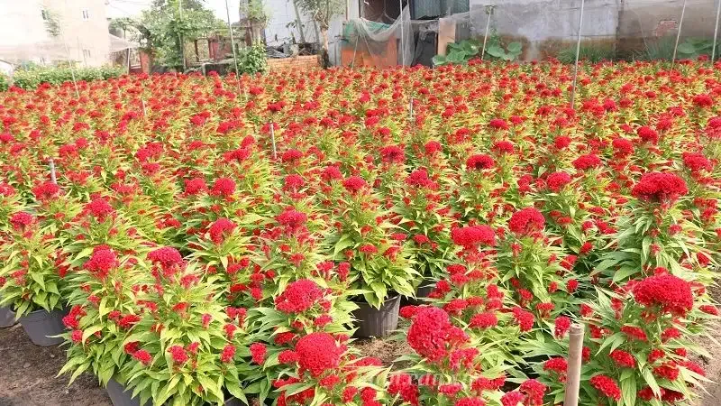 hoa Mào Gà 9