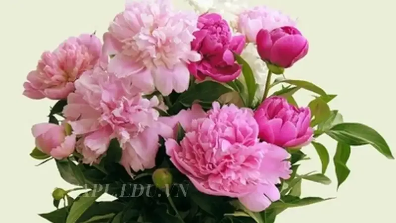 hoa Mẫu Đơn 1