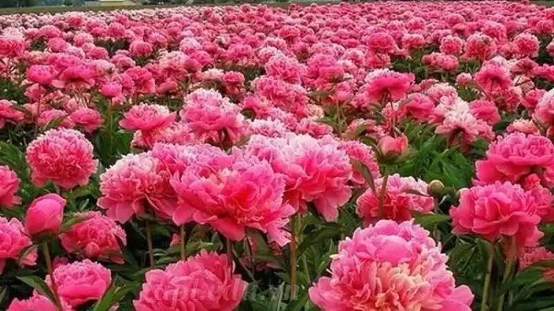 hoa Mẫu Đơn 3