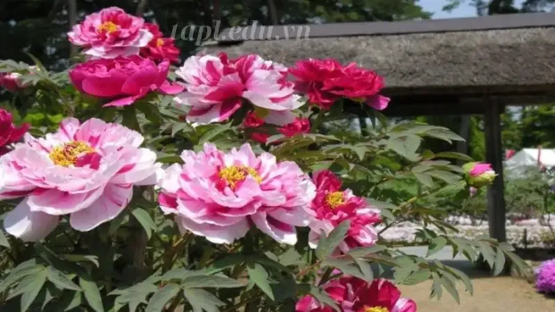 hoa Mẫu Đơn 4