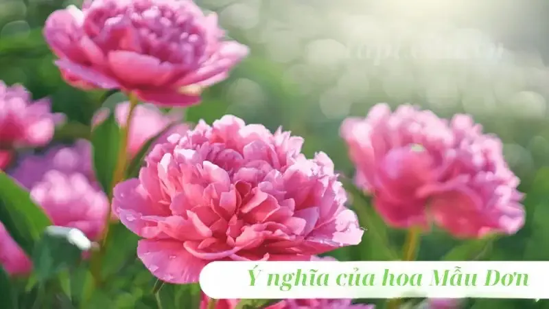 hoa Mẫu Đơn 6