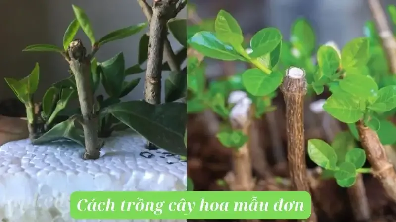 hoa Mẫu Đơn 8