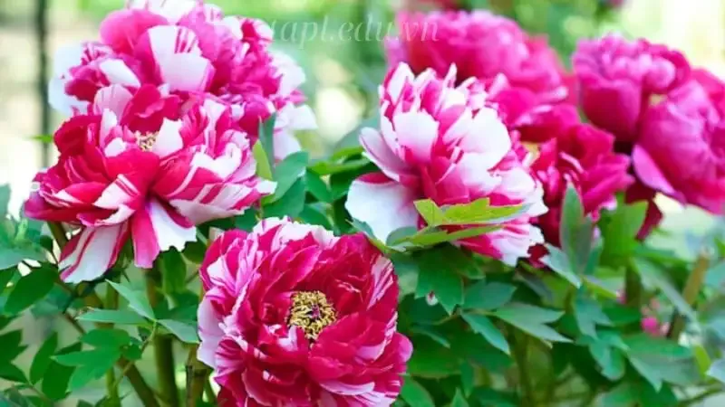 hoa Mẫu Đơn 9