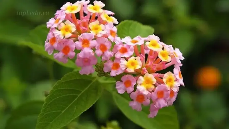 Hoa ngũ sắc 5