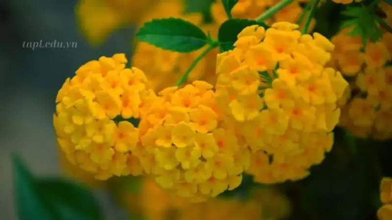 Hoa ngũ sắc 6