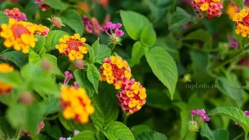 Hoa ngũ sắc 9