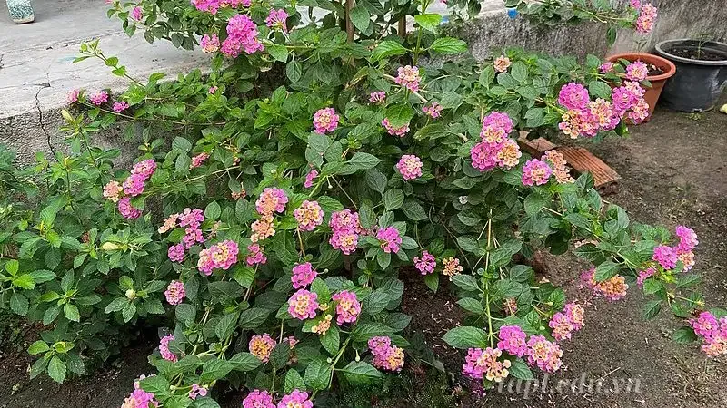 Hoa ngũ sắc 11