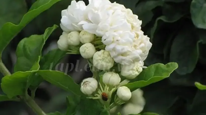 hoa nhài 1