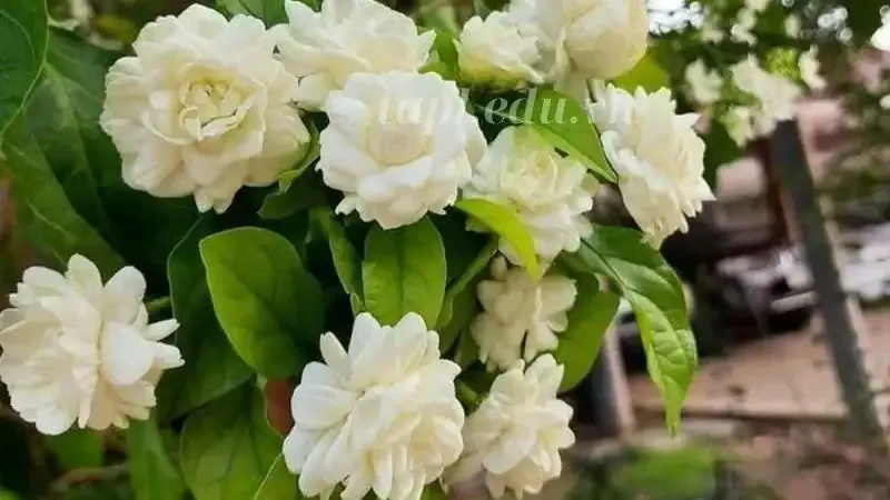 hoa nhài 2