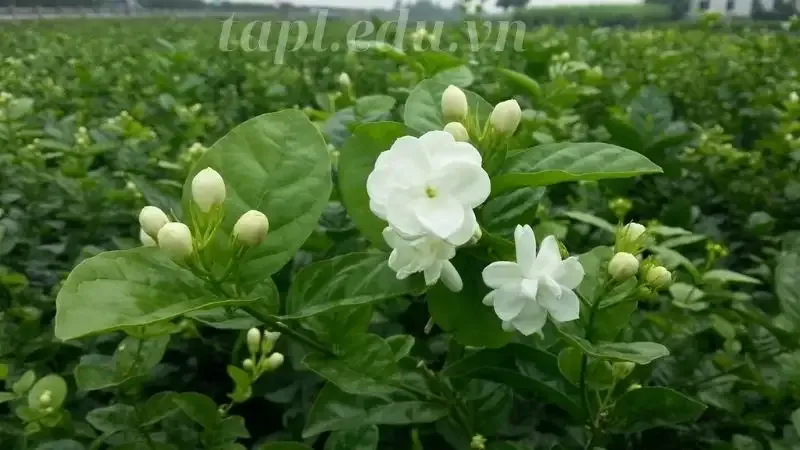 hoa nhài 4
