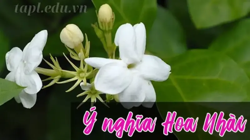 hoa nhài 6