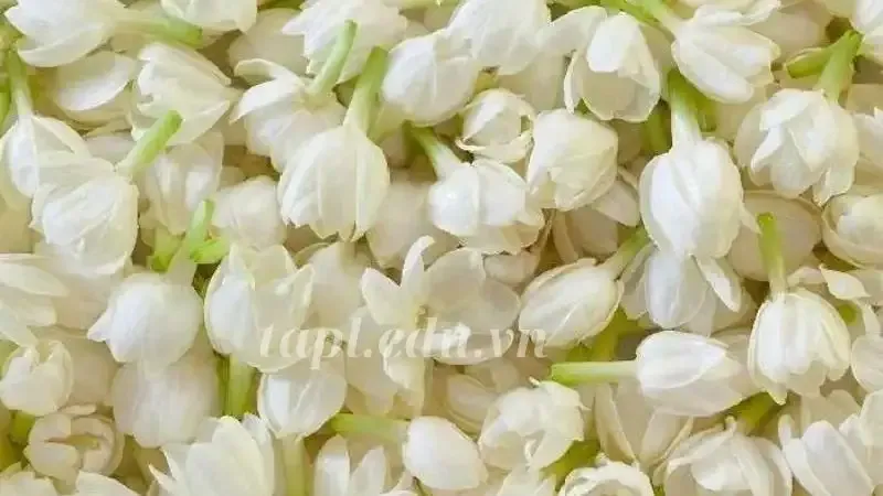 hoa nhài 7