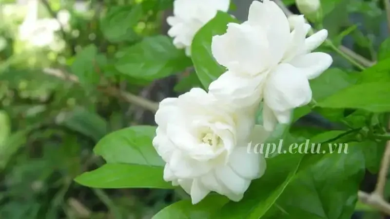 hoa nhài 8