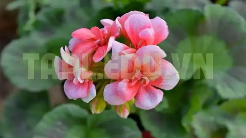 Hoa Phong Lữ Thảo 1