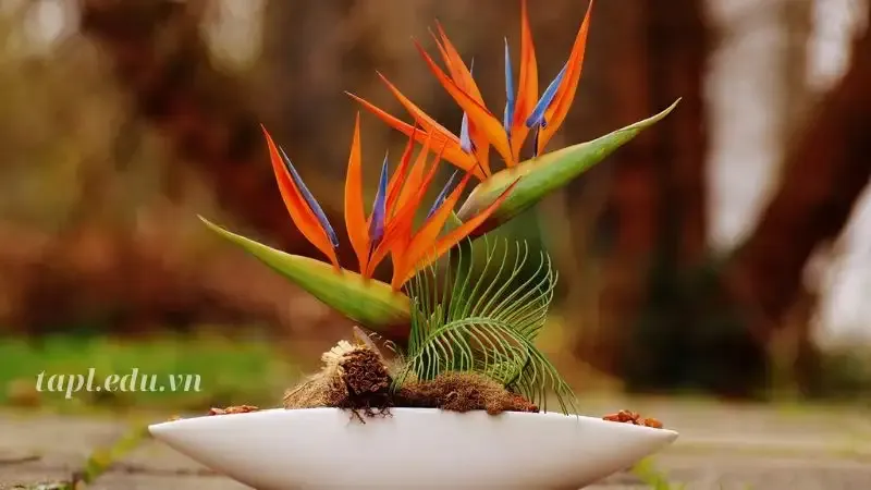 Hoa Thiên Điểu 1