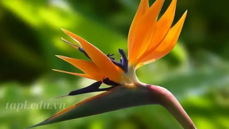Hoa Thiên Điểu 8