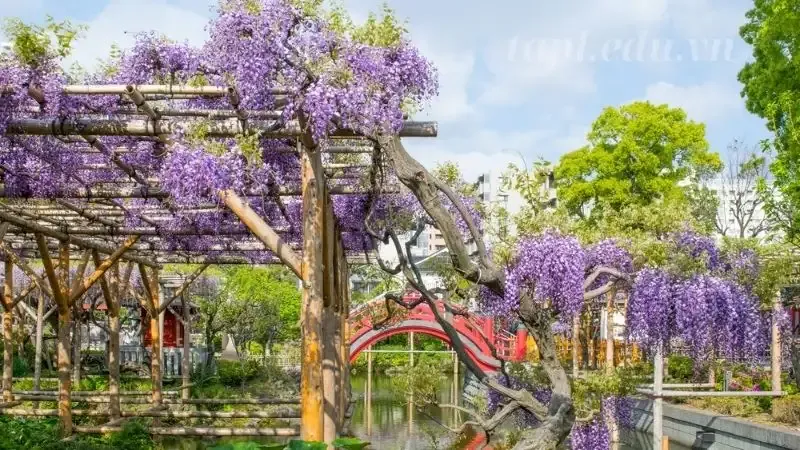 hoa Tử Đằng 1
