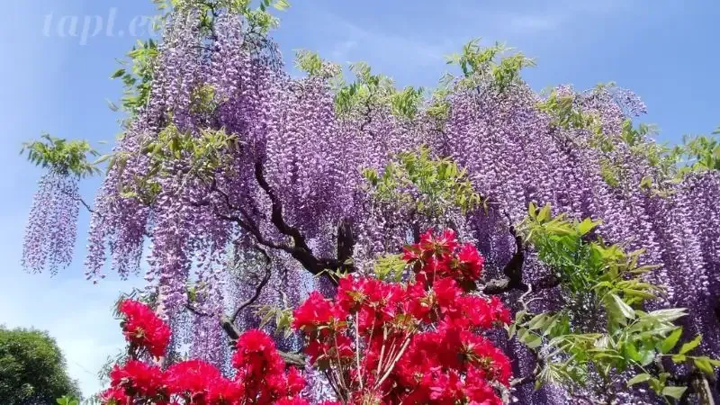 hoa Tử Đằng 8
