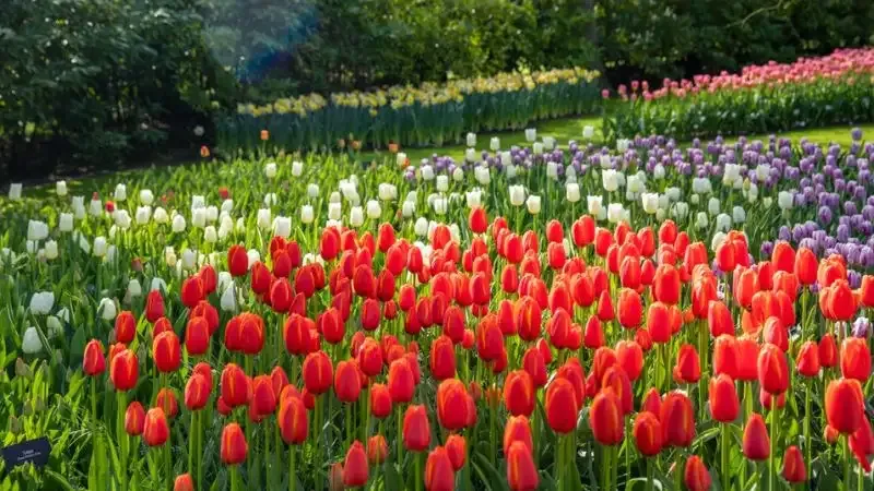 Hình ảnh đẹp về hoa Tulip 21