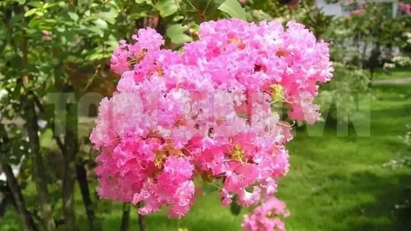 hoa tường vi 2