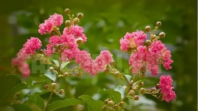 hoa tường vi 3