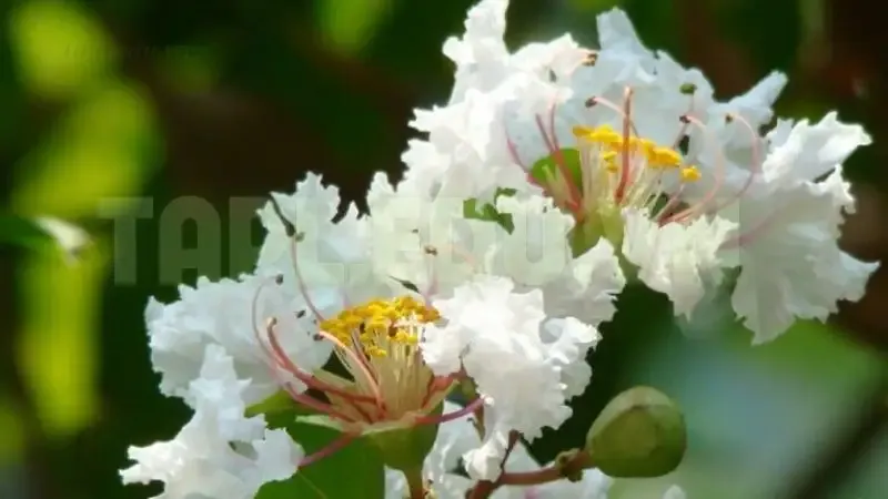 hoa tường vi 4