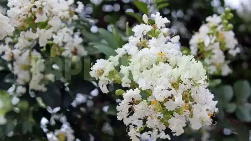hoa tường vi 8